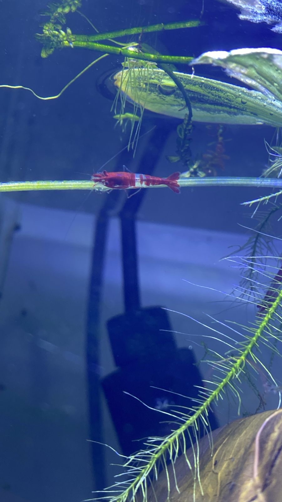 Camarão neocaridina vermelhor